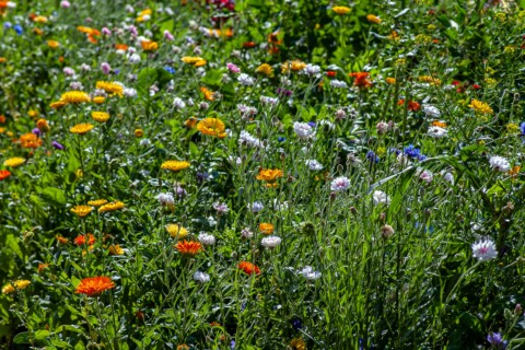 Bunte Wildblumenwiese mit verschiedenen Blumenarten in voller Blüte, Naturaufnahme.